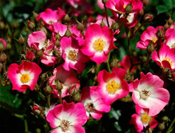 Rosa 'Mozart'