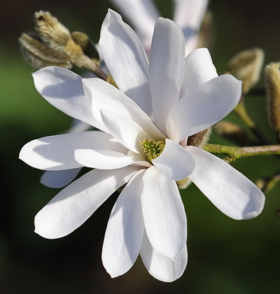 Sternmagnolie
