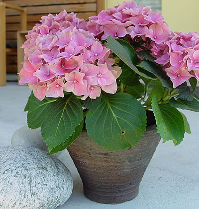 Hortensie