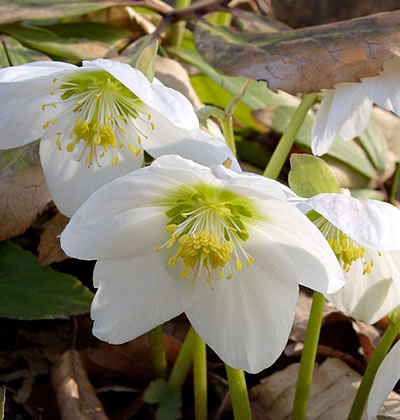 Christrose