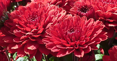Chrysantheme