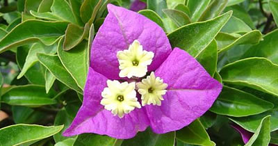 Drillingsblume