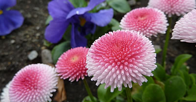 Gänseblümchen
