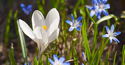 Krokus