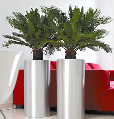 Palmfarn