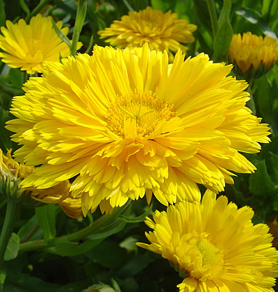Ringelblume