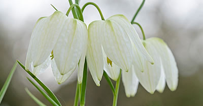 Schachbrettblume