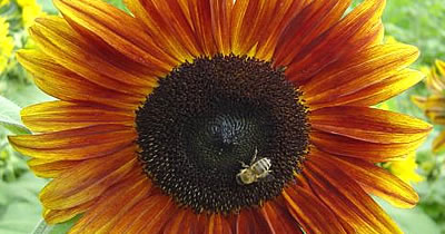 Sonnenblume