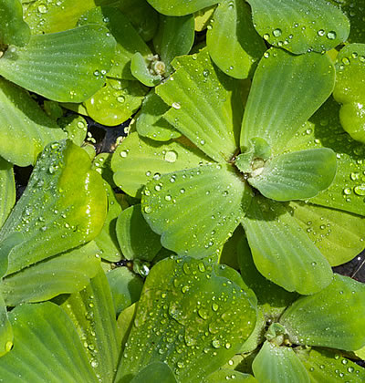Wassersalat