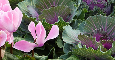 Zierkohl