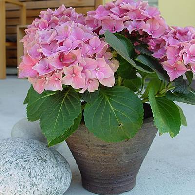 Hortensie