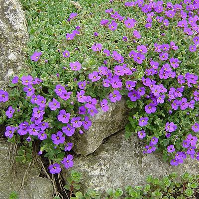 Blaukissen