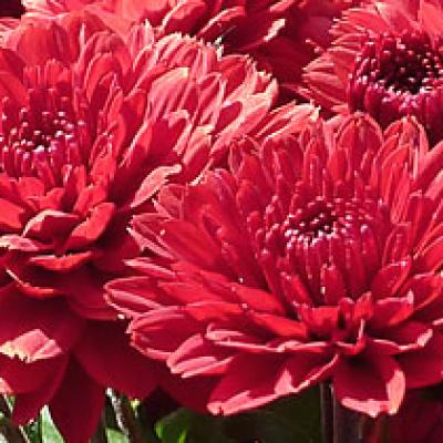 Chrysantheme