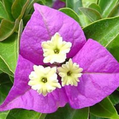 Drillingsblume