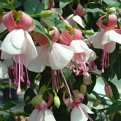 Fuchsie