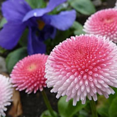 Gänseblümchen