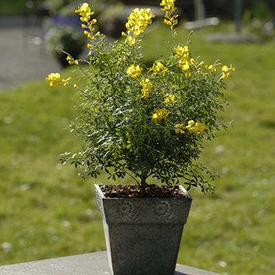 Geissklee