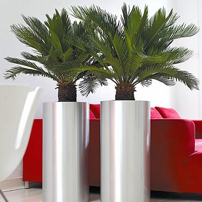 Palmfarn