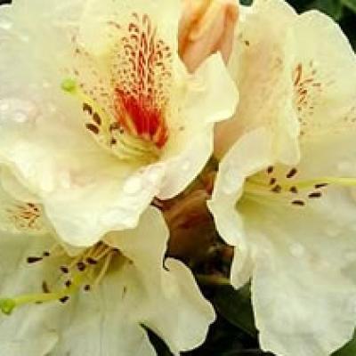 Rhododendron