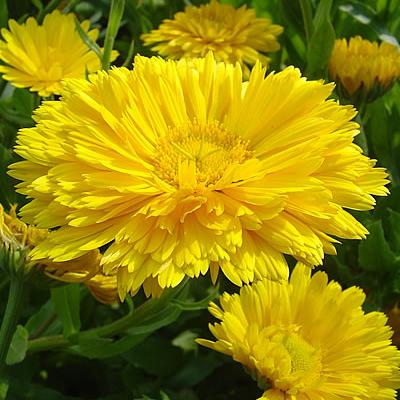 Ringelblume
