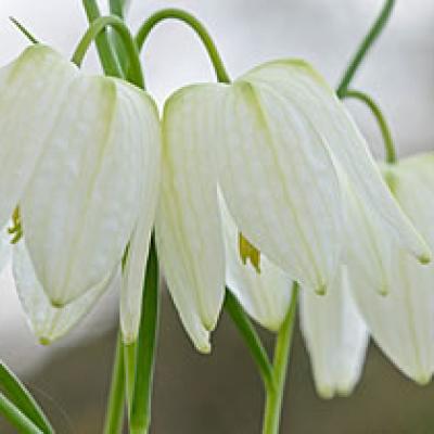 Schachbrettblume