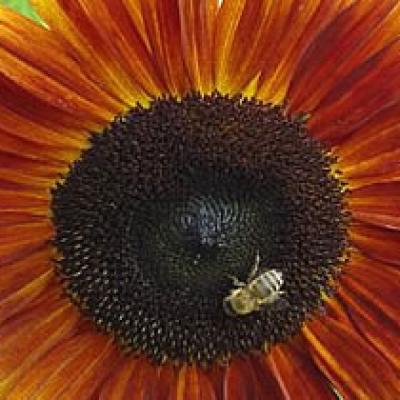 Sonnenblume