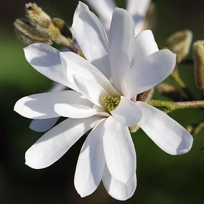 Sternmagnolie