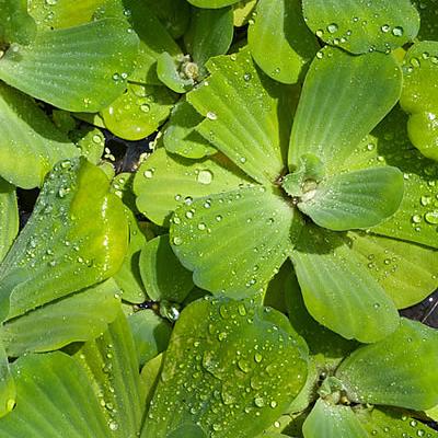 Wassersalat